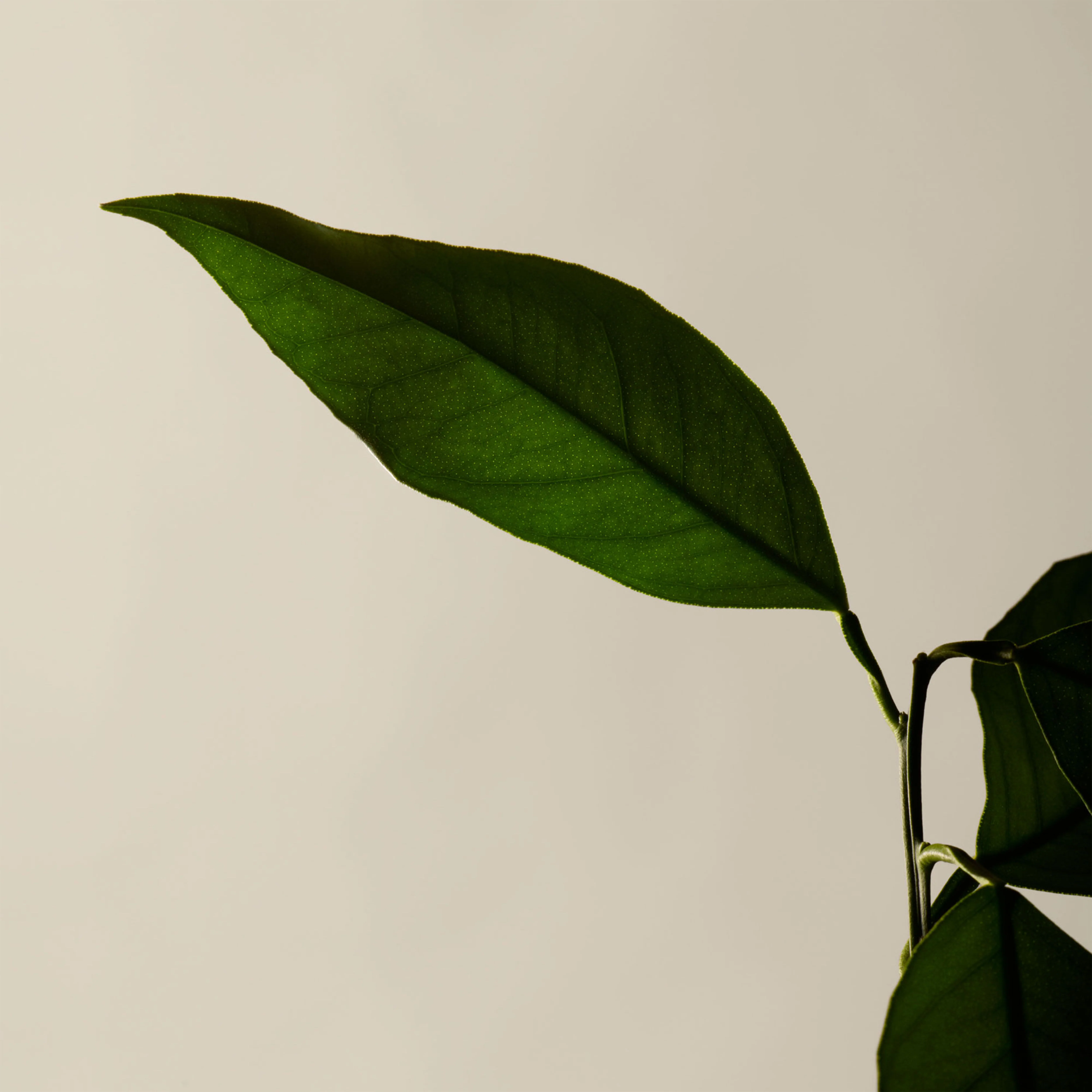 Reverence Aromatique Hand Balm - Image 6