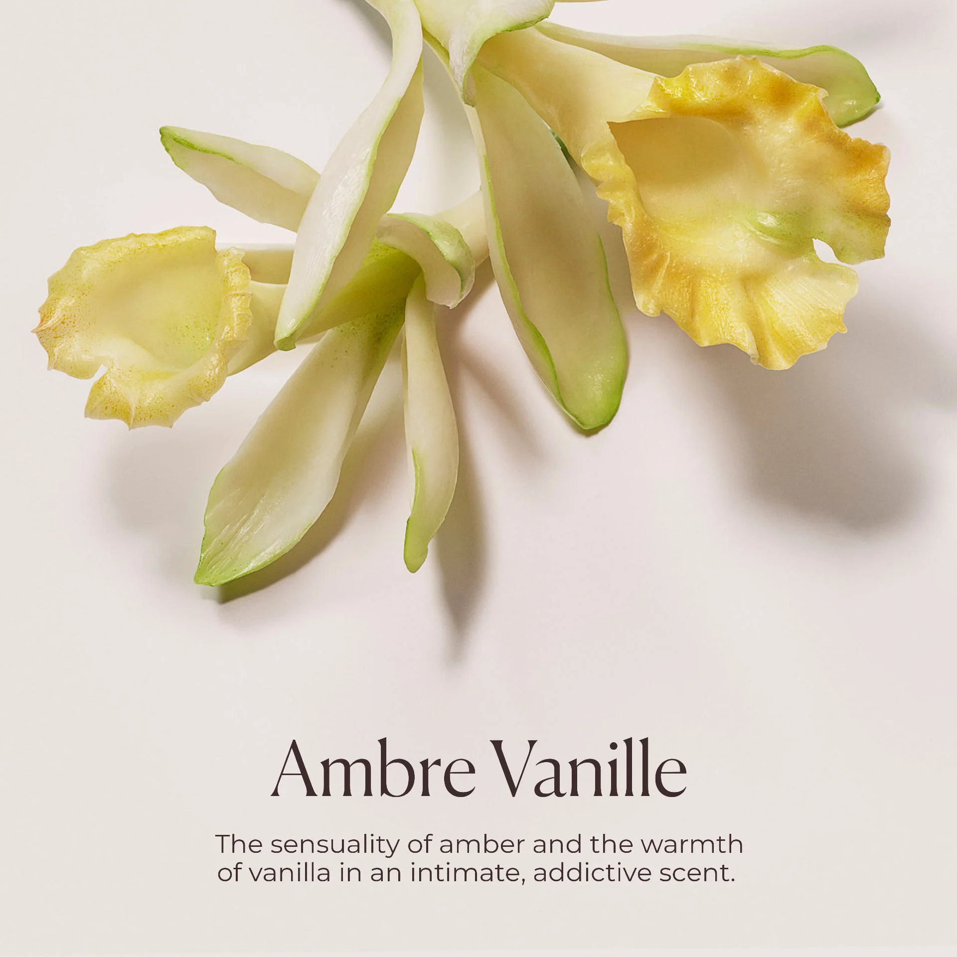 Hydrating Body Wash Almond Coconut - Image 7