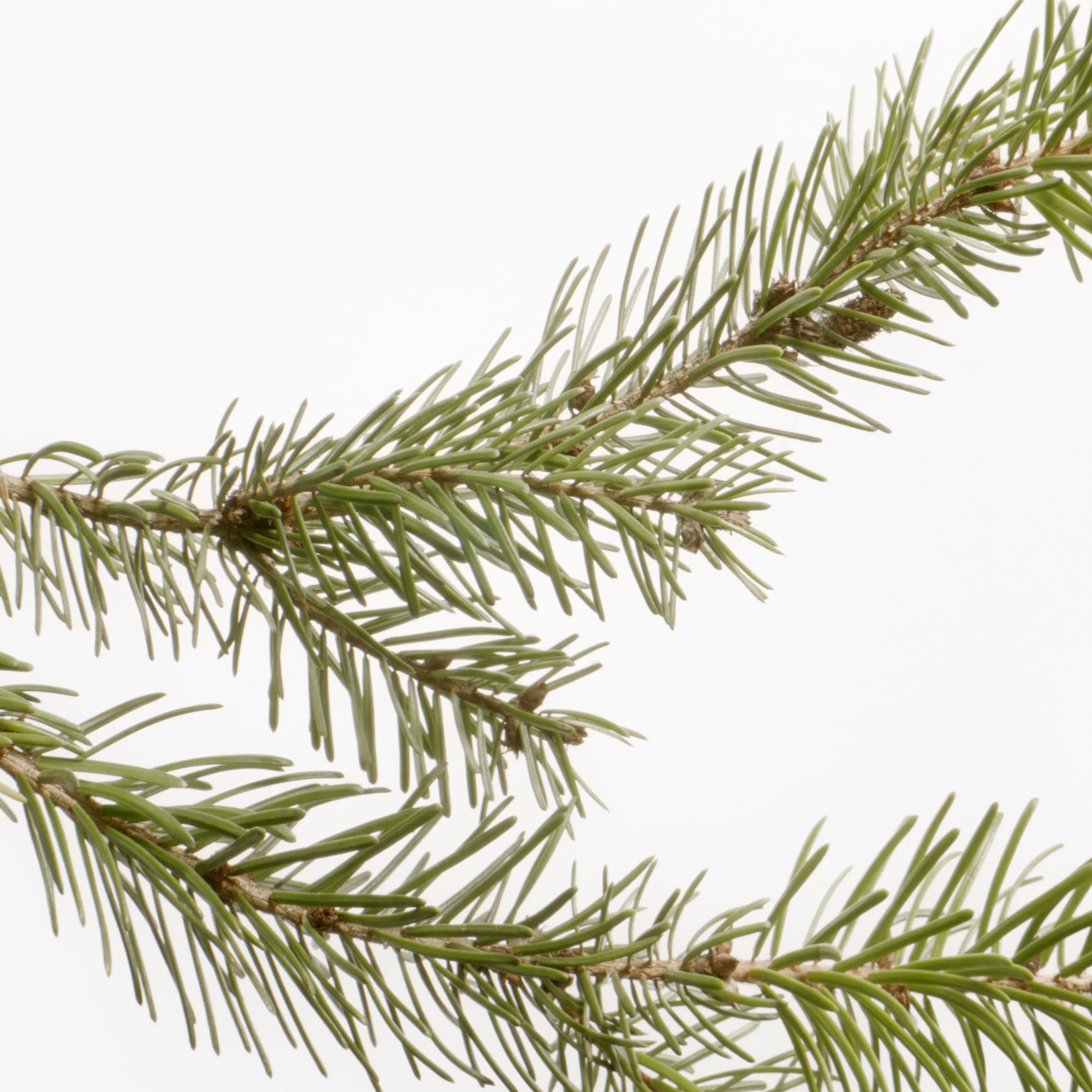 Mountain Pine Bath - Image 3